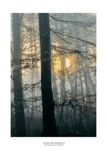 Sol i skoven